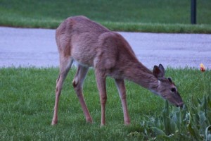 Deer eating tulips