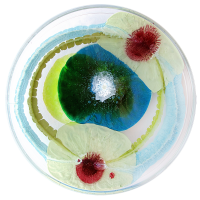 Klari paints with microorganisms