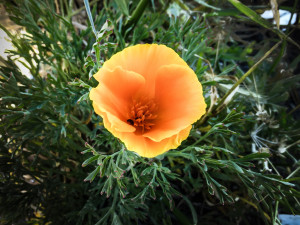 Cailfornia poppy