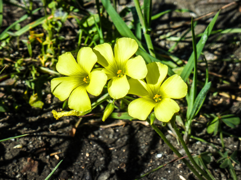 What kind of flowers are these?