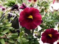 Petunia's little brother, calibrachoa