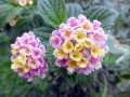 Lantanas